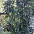 Fagus Sylvatica Purpurea Pendula - WeepingBeech trees to buy online UK