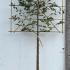 Fagus Sylvatica Pleached Beech Tree 2.4 m buy online UK.