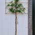 Fagus Sylvatica Pleached Beech Tree 2.7 m buy online UK.