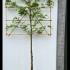 Fagus Sylvatica Pleached Beech Tree 2.7 m buy online UK.