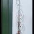Fagus Sylvatica Purpurea Pendula - Weeping Beech 2-2.5 m buy online UK.