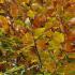 Fagus Sylvatica or Common Beech Hedging for sale Online UK