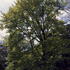 Fagus Sylvatica Zlatia Golden Beech, a common beech cultivar with eye-catching yellow young foliage that later becomes mid to dark green.