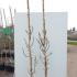 Fan Trained Conference Pear 2.5-3 m buy online UK.