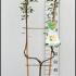 Fan Trained Conference Pear 1.4-1.6 m buy online UK.