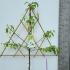Fan Trained Conference Pear 1.4 m buy online UK.