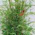 Fargesia Angustissima Bamboo 60-80 cm buy online UK.