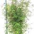 Fargesia Angustissima Bamboo 1-1.25 m buy online UK.