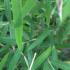 Fargesia Angustissima Bamboo foliage detail, for sale at our London plant centre, UK