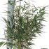 Fargesia Asian Wonder Bamboo 60-80 cm buy online UK.