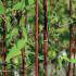 Fargesia Red Dragon is also known as Fargesia Jiuzhaigou Red Dragon Bamboo for sale online UK delivery.