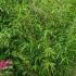 Fargesia Robusta Formidable Fountain Bamboo