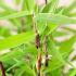 Fargesia Murielae Bimbo also known as Muriels Bamboo or Umbrella Bamboo, buy UK