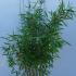 Fargesia Murielae Dino Bamboo 1-1.25 m buy online UK.