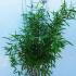 Fargesia Murielae Dino Bamboo for Evergreen Screening