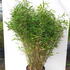 fmj 1.25-1.5 m buy online UK.