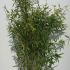 Fargesia Murielae Panda Bamboo 1.25-1.5 m buy online UK.