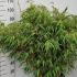 Fargesia Murielae Rufa Bamboo 80-100 cm buy online UK.