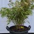Fargesia Murielae Rufa Bamboo 60-80 cm buy online UK.