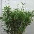 Fargesia Murielae Simba Bamboo 60-80 cm buy online UK.