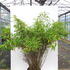 fmss 1.25-1.5 m buy online UK.