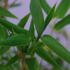 Fargesia Murielae Sunshine Umbrella Bamboo
