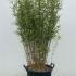 fnbp 1.25-1.5 m buy online UK.