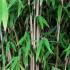 Fargesia Obelisk is also known as Umbrella Bamboo and Fargesia Nitida Obelisk, buy Bamboo UK delivery.