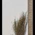 Fargesia Nitida Sichuan Bamboo 80-100 cm buy online UK.