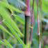 Fargesia Nitida Sichuan is also known as Green Dragon Bamboo or Fargesia Sichuan Bamboo, for sale online with UK delivery