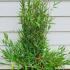 Fargesia Obelisk (Fargesia murieliae x Fargesia nitida) Bamboo 60-80 cm buy online UK.