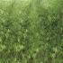 Fargesia Obelisk bamboo, for sale at our London based nursery where we specialise in Bamboo and other exotic plants. Buy UK