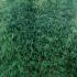 Fargesia Red Dragon bamboo, part of our extensive bamboo collection for sale UK.