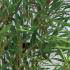 Fargesia Robusta Campbell also known as Campbell Bamboo, perfect for screening, hedging and creating privacy