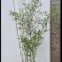 Fargesia Robusta Campbell - Campbell Bamboo 1-1.25 m buy online UK.