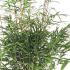 Fargesia Robusta Formidable - Fountain Bamboo Formidable 60-80 cm buy online UK.