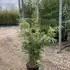 frpw 1-1.25 m buy online UK.