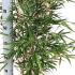 Fargesia Robusta Pingwu Bamboo 60-80 cm buy online UK.