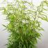 Fargesia Robusta Pingwu Bamboo 80-100 cm buy online UK.
