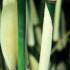 Fargesia Robusta Pingwu is also known as Fargesia Pingwu Bamboo, huge selection of bamboos for sale with UK delivery.