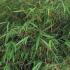 Fargesia Scabrida Asian Wonder bamboo foliage close up - buy online UK delivery
