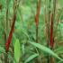 Fargesia Asian Wonder Bamboo is also known as Umbrella Bamboo Asian Wonder, part of our huge collection of Bamboos for sale UK delivery.