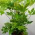 Fatsia Japonica  60-80 cm buy online UK.