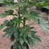 Fatsia Japonica  1.25-1.5 m buy online UK.