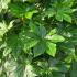 Fatsia Japonica  1-1.25 m buy online UK.