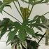 Fatsia Japonica Variegated 20-30 cm buy online UK.