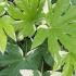 Variegated Fatsia Japonica, evergreen shrubs to buy online, UK 
