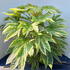 fatsiajapvar 60-80 cm buy online UK.