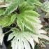 Fatsia Japonica Variegated 60-80 cm buy online UK.