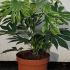 fatsiajapvar 20-40 cm buy online UK.